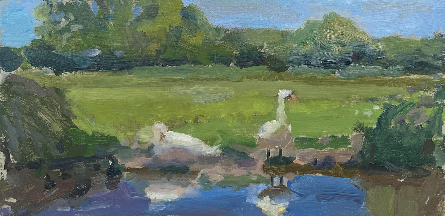 Swans and moorhens